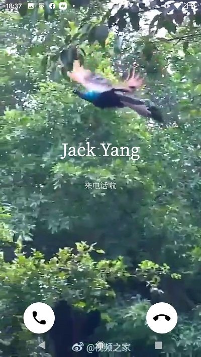 抖铃app 抖铃最新版下载